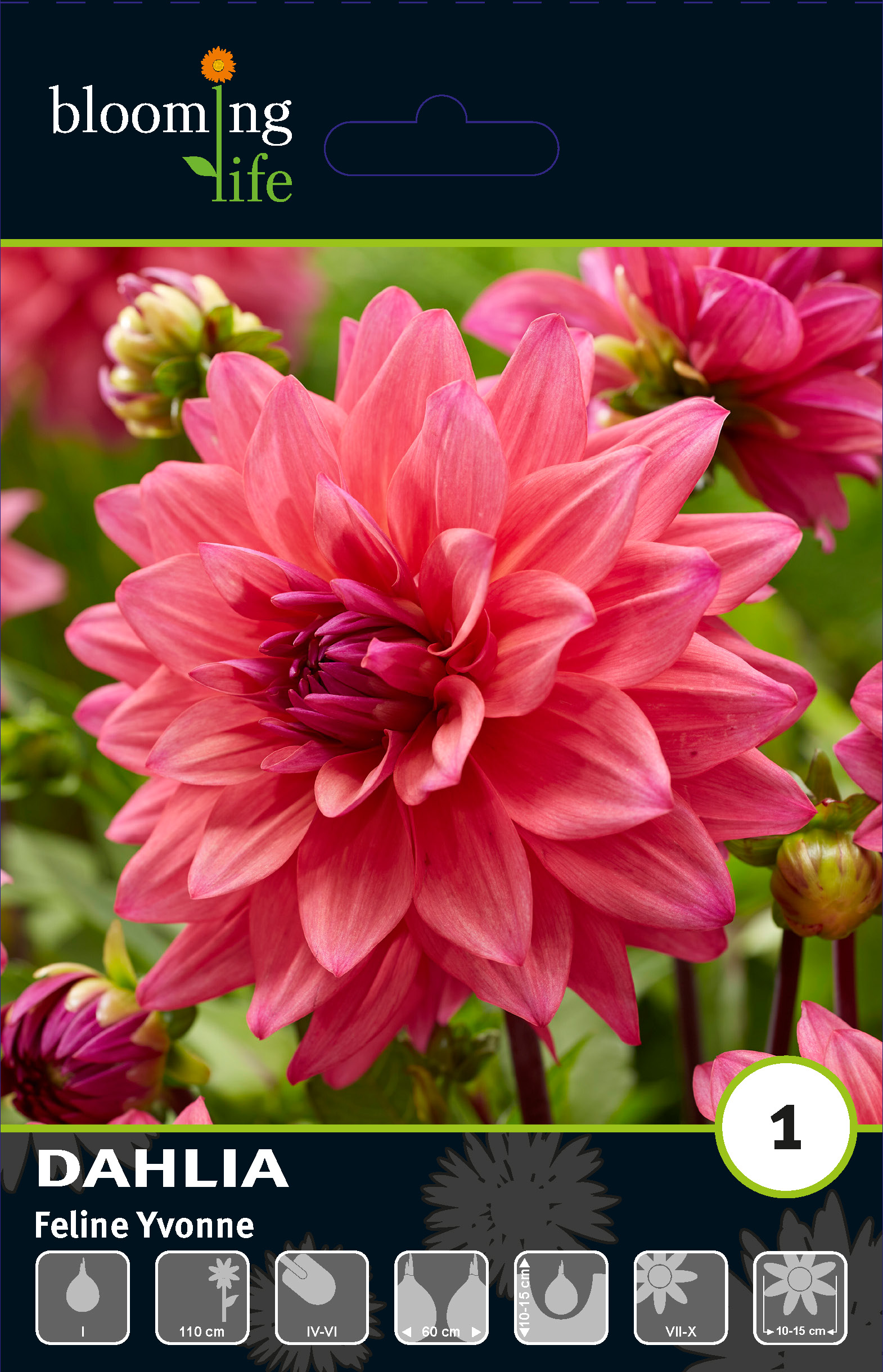 Георгина декоративная Фелин Ивонн